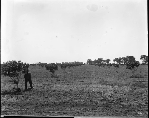 Frank Short Fig Orchard