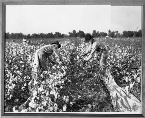 Workers picking cotton, Producers Cotton Oil Company