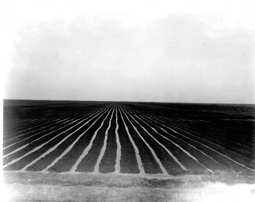 Irrigating Freshly Made Rows