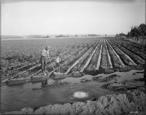 Irrigating Cotton on Ball Ranch