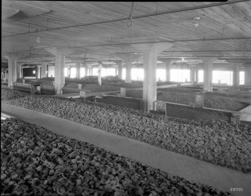 Rosenberg Brothers Packing Company- Dried Peaches Storage in Bins