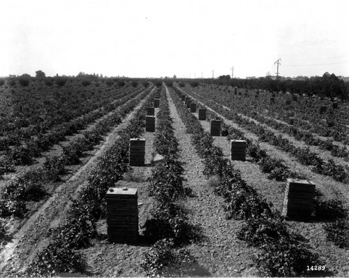 Stacked Raisin Trays in the Vineyard