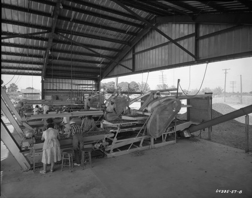 Almond Processing Area