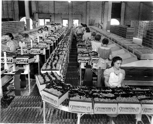 Assembly Line Packing Grapes for Market