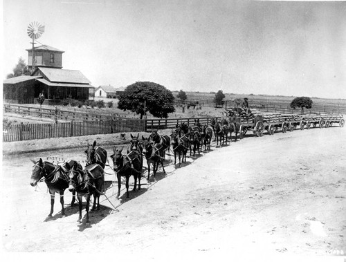 Large Mule Team Pulling Several Wagon Loads of Grain