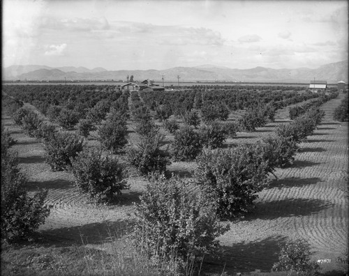 Sheridan Orange Grove With Home in Distance near Orange Cove