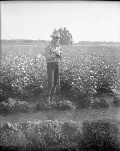 Irrigating Cotton Field