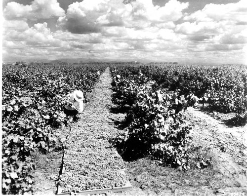 Closeup Picking Muscat Grapes and laying to dry