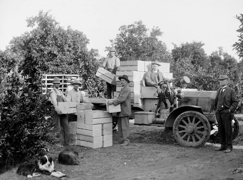 Men loading trucks in an orange grove on the Kings River