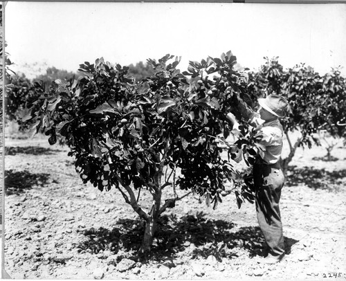 Roeding Ranch - Fig Tree