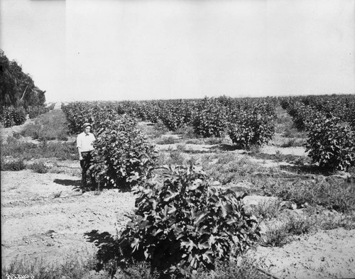 Young Fig Orchard at Forkner Fig Gardens