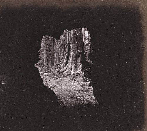 894. Uncle Tom's Cabin, from a point 40 feet in the interior of the Big Tree Eagle Wing, Calaveras County