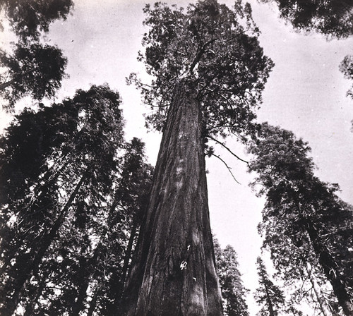 895. Big Tree--Starr King; 366 feet high, 50 feet circumference, Calaveras County