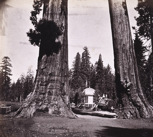 877. Section of the Big Tree, and House over the Stump, from the Sentinels