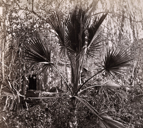 9. The Palmetto Tree