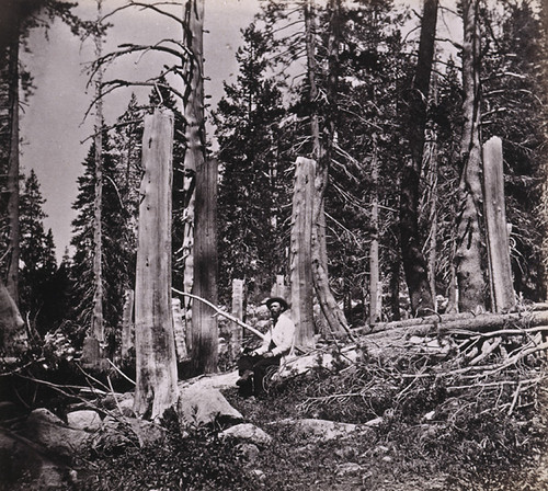 778. Stumps of Trees Cut by the Donner Party In Summit Valley, Placer County