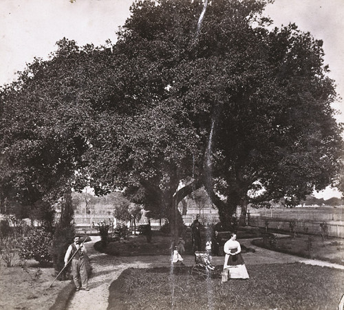 1440. Under the Oaks, at the residence of J. B. Scotchler, Adeline and 12th Streets, Oakland, Alameda County