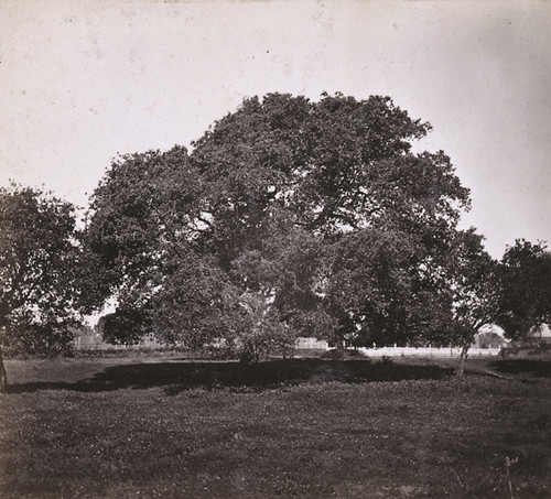 1437. A symmetrical Oak, cor. 8th and Market Streets, Oakland, Alameda County