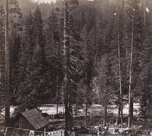 617. Miners' Cabin, American River