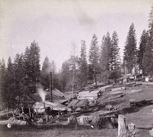 613. Saw Mill, near Sportsman's Hall, El Dorado County