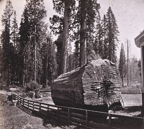 879. But-end section of the Big Tree, Showing the auger-holes made in felling