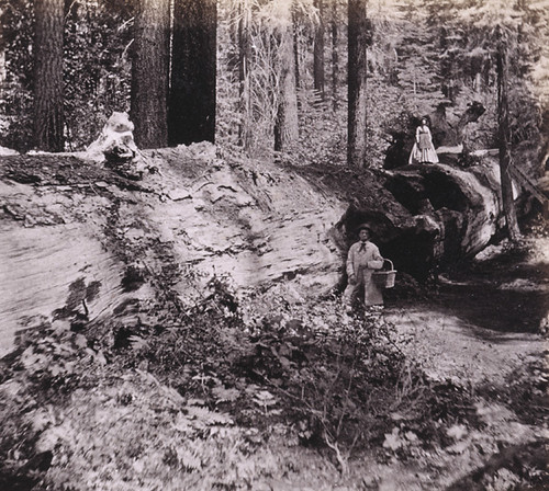 902. Father of the Forest--near view. Mammoth Grove, Calaveras county