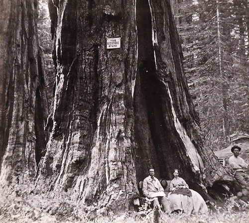 899. The Keystone State--Big Tree Grove, Calaveras county