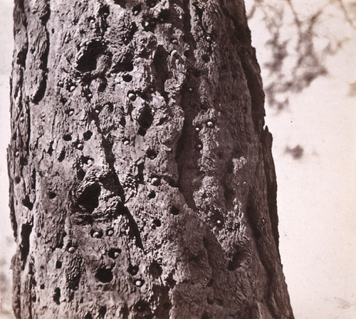 12. The Woodpecker's Storehouse. Acorns in the Old Pine Tree