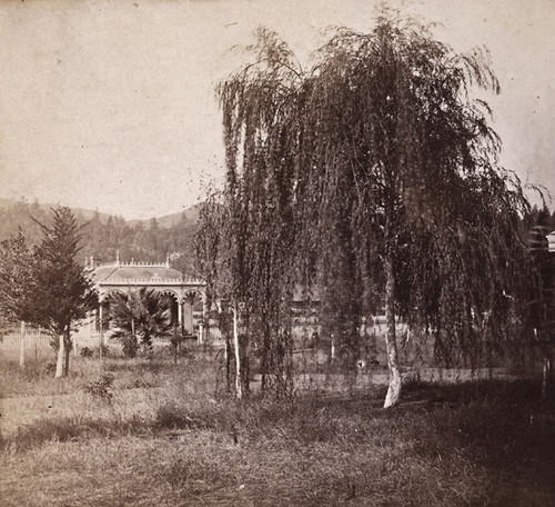 1805. The Weeping Willow and Cottage