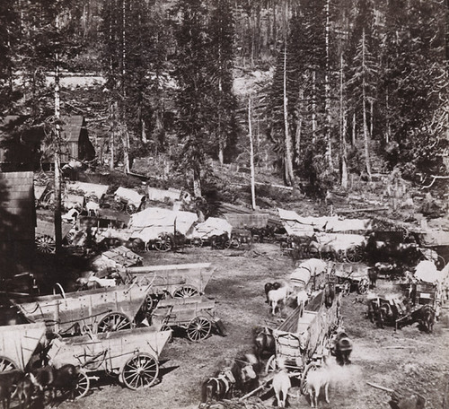 1264. Teams Waiting for Freight From the Central Pacific Railroad at Cisco