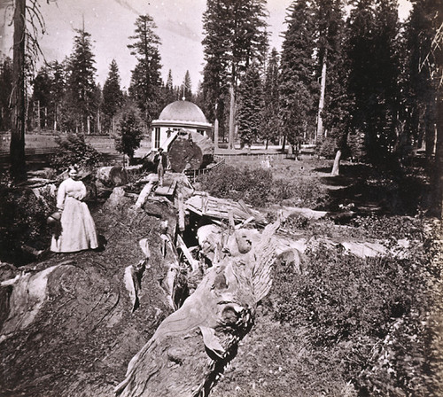 908. The Original Big Tree, 250 feet from the Stump, 335 feet long, Mammoth Grove, Calaveras county