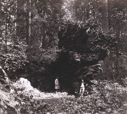 892. Stump of the Big Tree, Eagle Wing, Mammoth Grove, Calaveras County