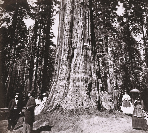 907. Abraham Lincoln, near view, 281 feet high, 44 feet circumference, Calaveras, Big Tree Grove