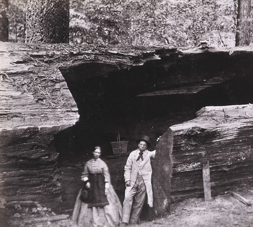 903. Father of the Forest--Entrance to the Horseback ride, Mammoth Grove, Calaveras county