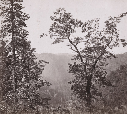 1315. View Across the Canon Above Cape Horn