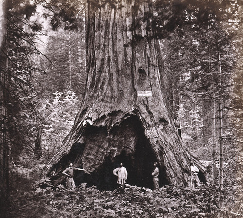 886. Pioneer's Cabin; near view; diameter 32 feet; Mammoth Grove, Calaveras County