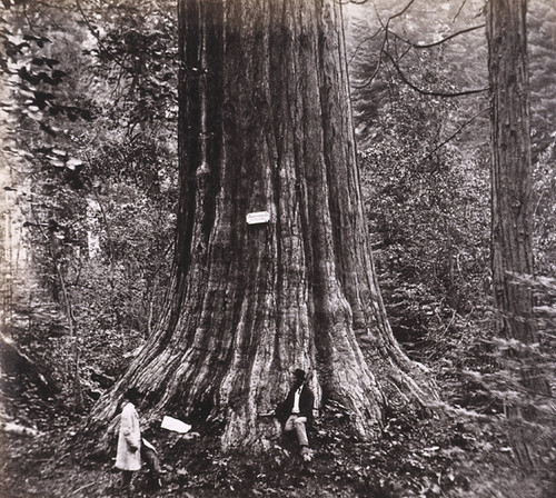 893. Big Tree--George Washington; 284 feet high, 52 feet circumference ...