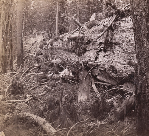 1751. A Felled Tree, 78 feet circumference, from which a section has been taken for exhibition