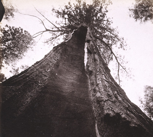 905. Pluto's Chimney, burnt up 90 feet. Mammoth Grove, Calaveras county