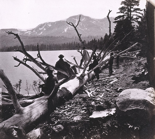 648. The Old Tree at Fallen Leaf Lake, Valley of Lake Tahoe