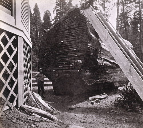 911. But-end section of the Original Big Tree, Near view, showing the auger holes made in felling