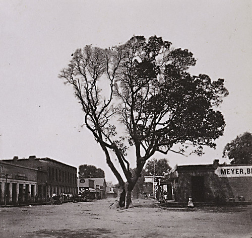 1148. Madrona Tree, Healdsburg, Sonoma County