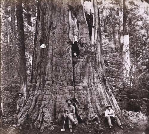 885. Big Tree--Wm. Cullen Bryant, 305 feet high, and 45 feet in circumference; near view; Calaveras County