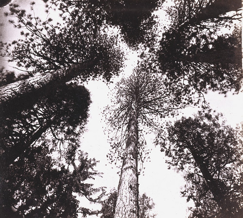 896. Under the Dome of the Forest, Mammoth Grove; Calaveras County