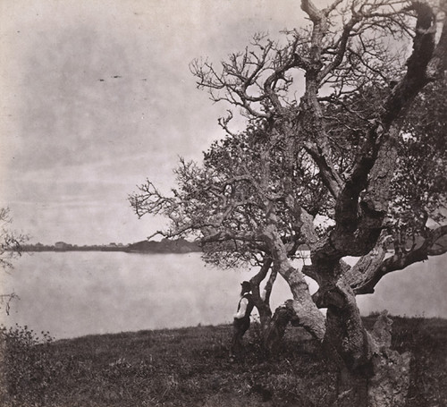 1457. View on Lake Merritt, Oakland, Alameda County