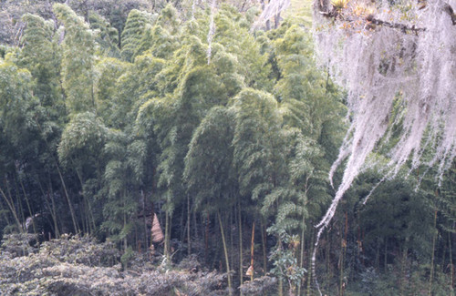 A densely forested area, Tierradentro, Colombia, 1975