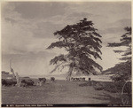 Cypress Tree, near Cypress Drive