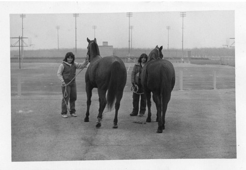 Horses at Liberty High School, by football field