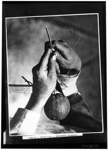 Close-up of a person cutting a scion from a pedigreed Budwood in Puente Hills, ca.1930
