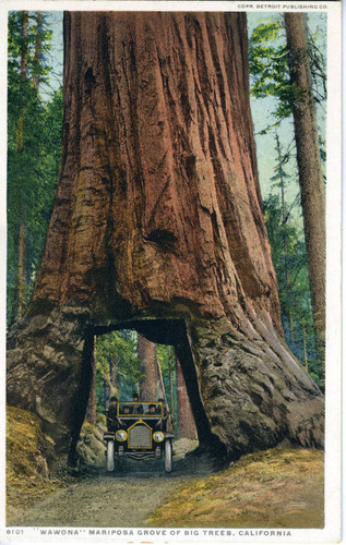 Postcard, "Wawona", Mariposa Grove of Big Trees, California